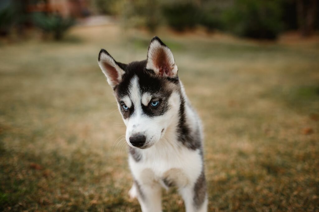 Adorable Siberian Husky puppy with striking blue eyes standing on grass. Perfect for pet lovers.